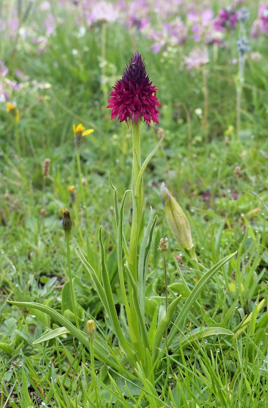 Nigritella cenisia e Nigritella rhellicani – Savoia francese   luglio 2023.